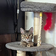 Lydia is registered to the contest to win money with this photo: cat, tabby, cat_tree, pet, indoor, fur, whiskers, ears, rope, toy, furniture, curious, animal, domestic, cute, looking, face, claws, resting, playful