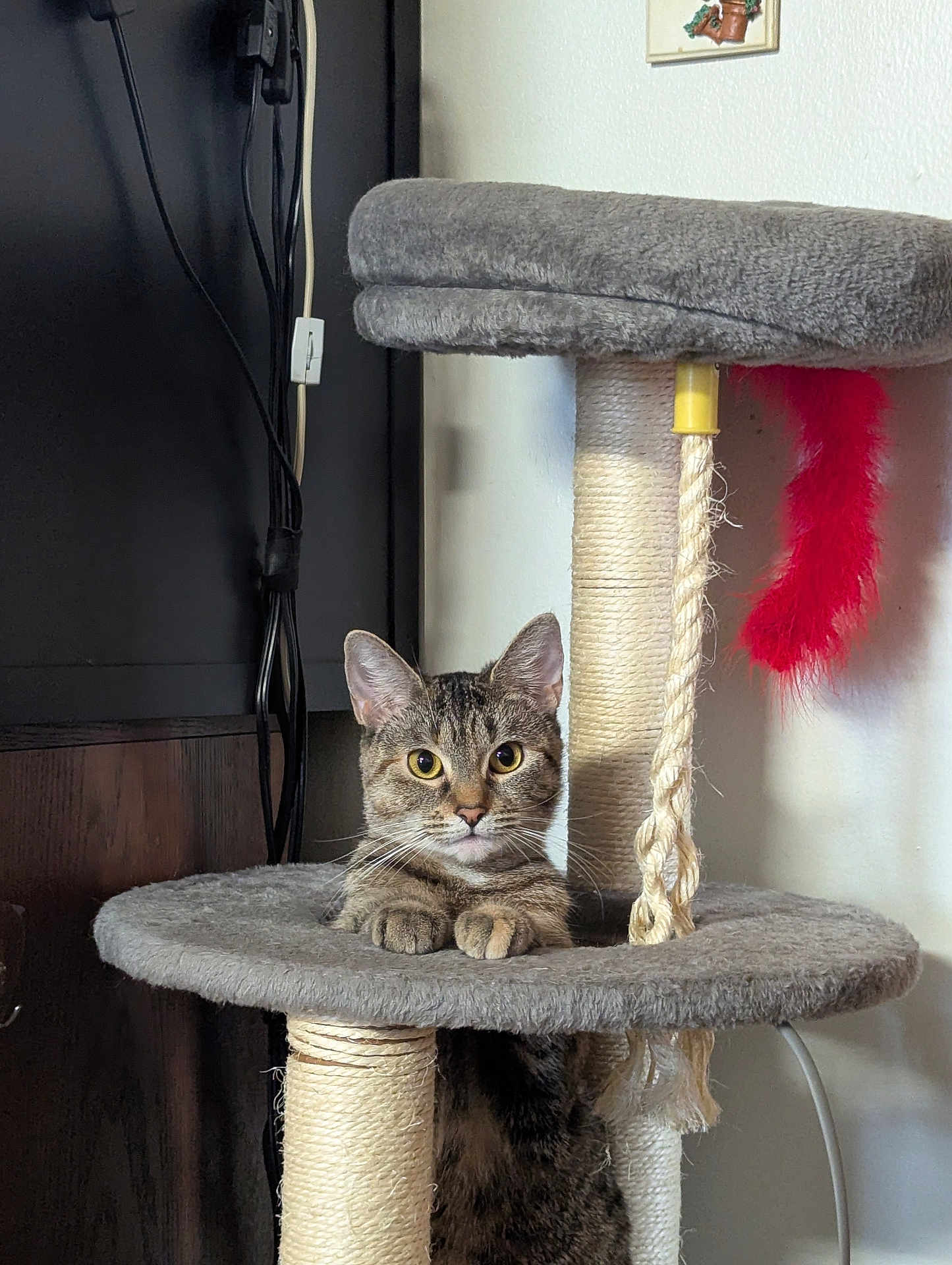 Lydia is registered to the contest to win money with this photo: cat, tabby, cat_tree, pet, indoor, fur, whiskers, ears, rope, toy, furniture, curious, animal, domestic, cute, looking, face, claws, resting, playful