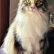 Kyara participe au concours pour gagner de l'argent avec cette photo : cat, fluffy, yellow_eyes, sitting, indoor, pet, feline, fur, closeup, cozy, blanket, window, portrait, whiskers, domestic_animal, cute, animal, soft_light, relaxed, curious