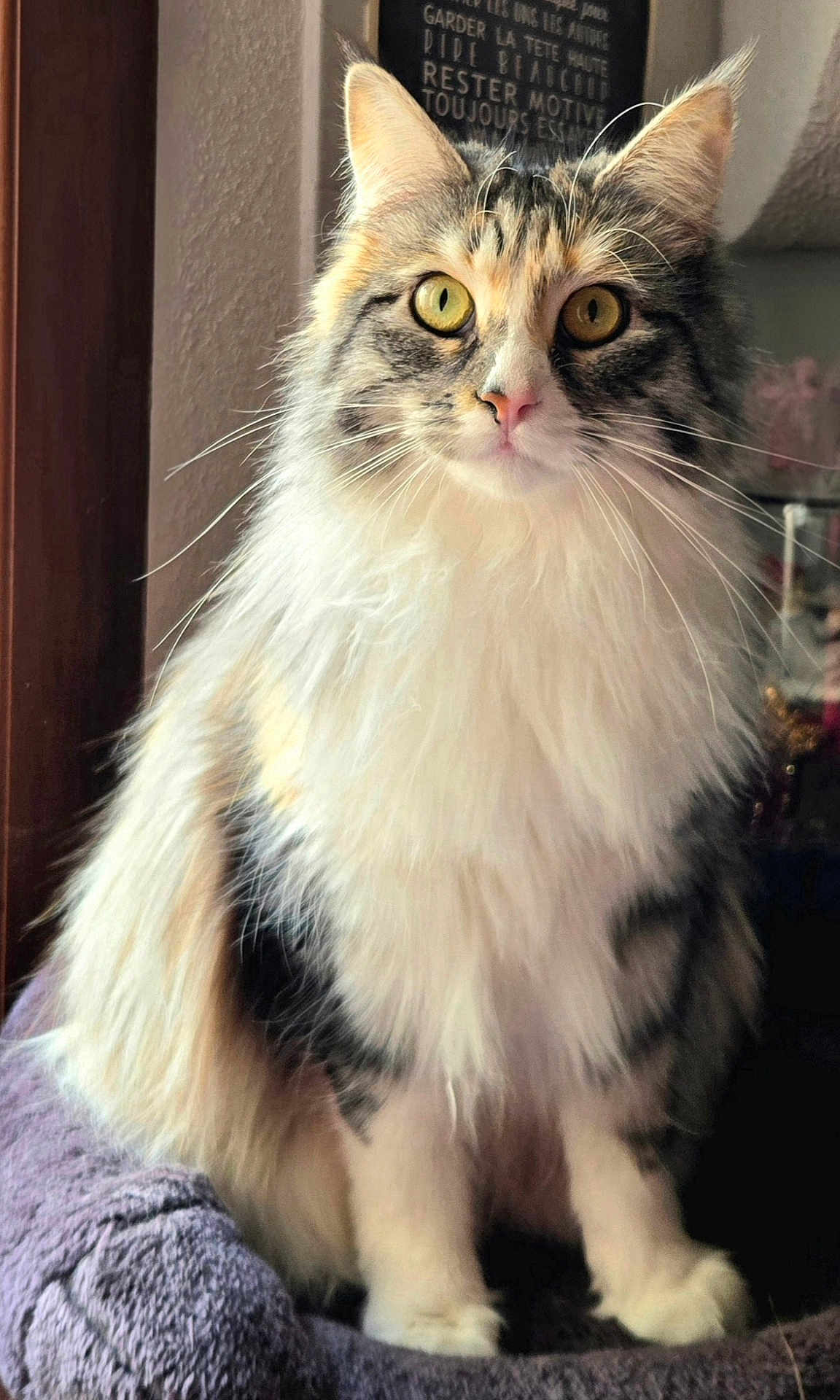 Kyara participe au concours pour gagner de l'argent avec cette photo : cat, fluffy, yellow_eyes, sitting, indoor, pet, feline, fur, closeup, cozy, blanket, window, portrait, whiskers, domestic_animal, cute, animal, soft_light, relaxed, curious