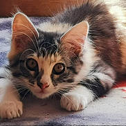 Kyara participe au concours pour gagner de l'argent avec cette photo : kitten, cat, fur, whiskers, paws, eyes, curious, lying_down, indoor, rug, striped, young, pet, animal, cute, close_up, feline, soft, playful, sunlight