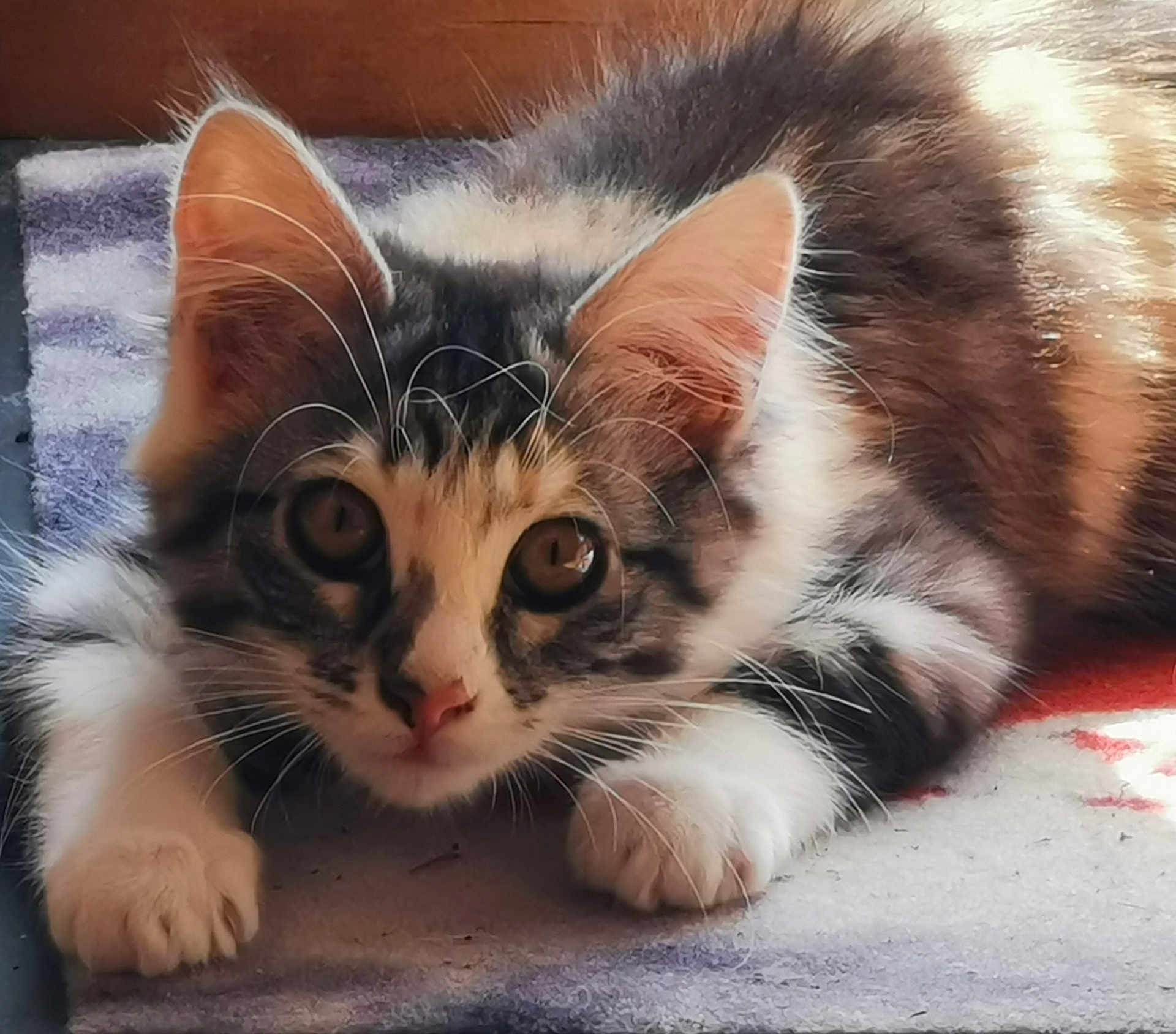 Kyara participe au concours pour gagner de l'argent avec cette photo : kitten, cat, fur, whiskers, paws, eyes, curious, lying_down, indoor, rug, striped, young, pet, animal, cute, close_up, feline, soft, playful, sunlight