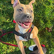 Tyson participe au concours pour gagner de l'argent avec cette photo : dog, pitbull, grass, harness, leash, happy, tongue, smiling, outdoors, pet, paw, human_leg, shoe, sunlight, green_grass, canine, close_up, looking_up, playful, park