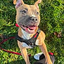 dog, pitbull, grass, harness, leash, happy, tongue, smiling, outdoors, pet, paw, human_leg, shoe, sunlight, green_grass, canine, close_up, looking_up, playful, park