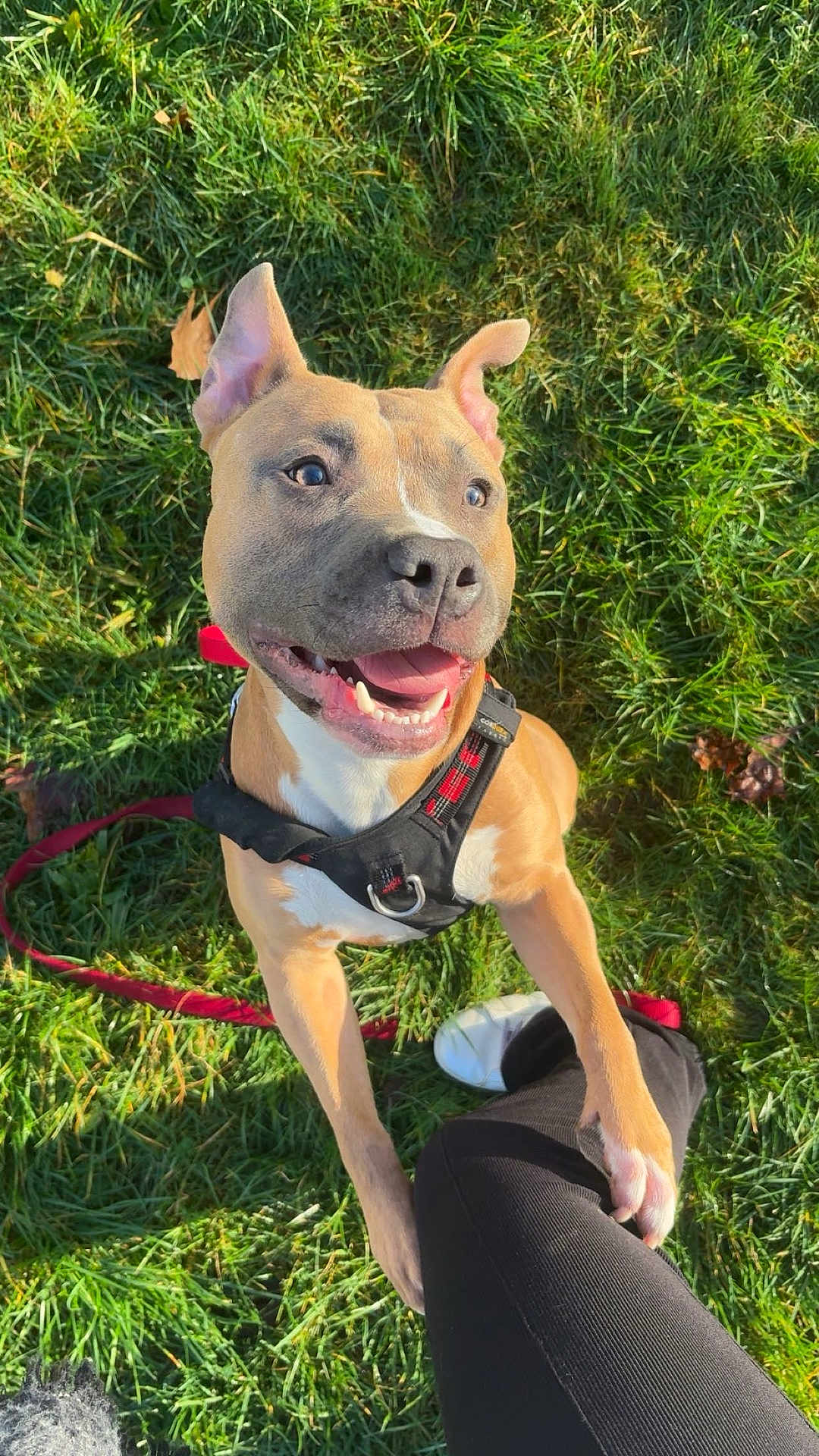 Tyson participe au concours pour gagner de l'argent avec cette photo : dog, pitbull, grass, harness, leash, happy, tongue, smiling, outdoors, pet, paw, human_leg, shoe, sunlight, green_grass, canine, close_up, looking_up, playful, park