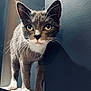cat, gray_cat, white_paws, whiskers, green_eyes, curious, pet, animal, indoor, blue_wall, ledge, closeup, feline, portrait, domestic_cat, standing, looking, cute, fur, ears