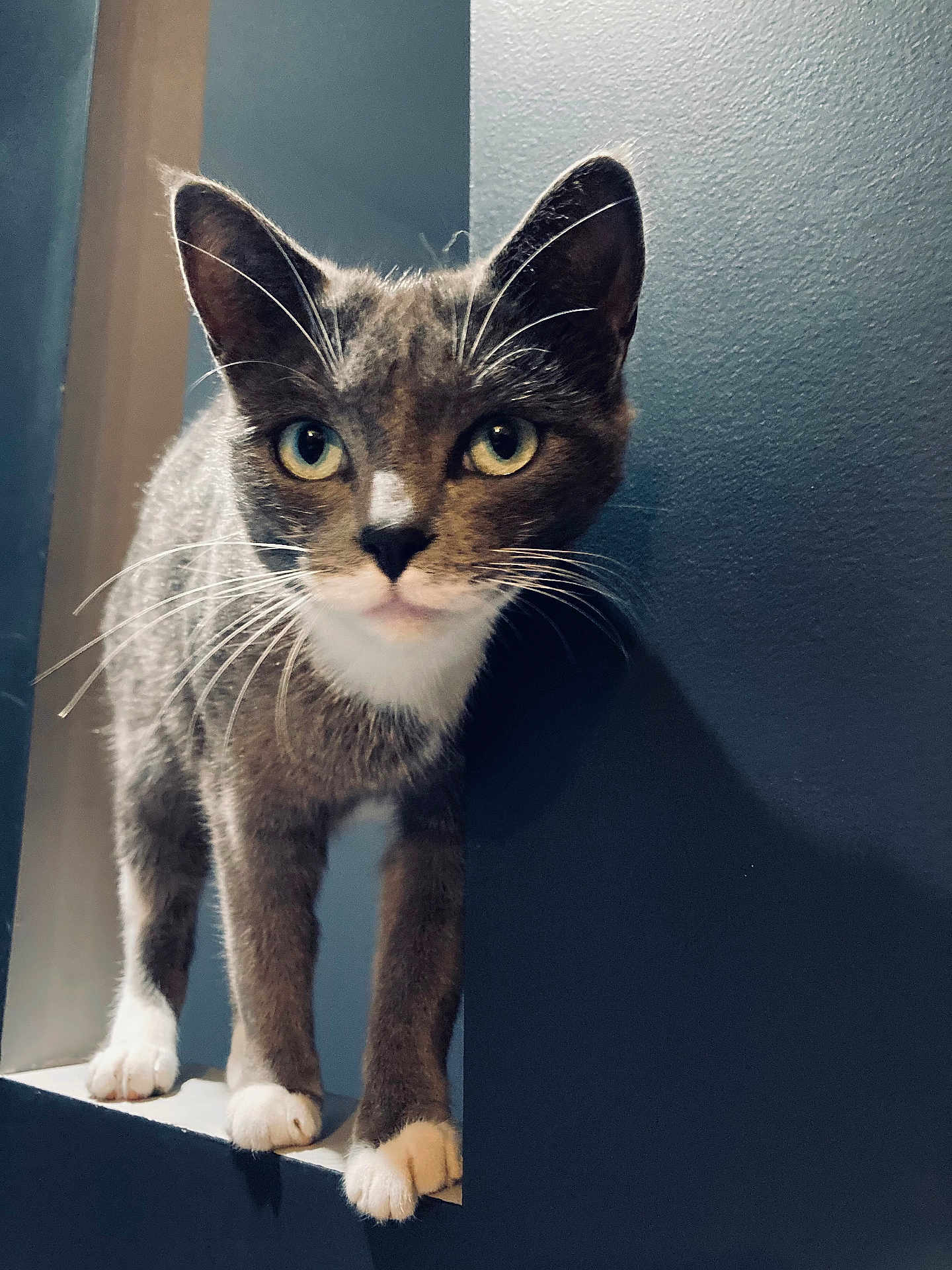 Pookie participe au concours pour gagner de l'argent avec cette photo : cat, gray_cat, white_paws, whiskers, green_eyes, curious, pet, animal, indoor, blue_wall, ledge, closeup, feline, portrait, domestic_cat, standing, looking, cute, fur, ears