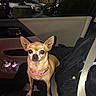 dog, chihuahua, pet, small_dog, car_interior, person, seatbelt, night, parking_lot, jacket, animal, cute, alert, indoor, vehicle, standing, collar, brown, companion, domestic