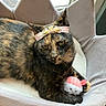 cat, tortoiseshell, pet, bed, crown_shaped_bed, headband, pink_headband, plush_toy, sushi_toy, indoor, window, relaxed, animal, feline, fur, cute, resting, accessory, toy, domestic_animal