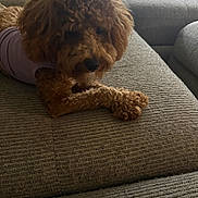 Co Co joined the competition — help win amazing prizes! dog, puppy, brown_dog, curly_fur, small_dog, pet, animal, sweater, clothing, couch, sofa, indoor, home, living_room, paws, lying_down, portrait, looking_at_camera, fluffy, cute
