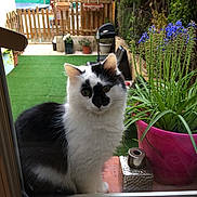 Mina participe au concours pour gagner de l'argent avec cette photo : cat, cat_like_mammal, fauna, fur, grass, kitten, plant, small_to_medium_sized_cats, whiskers