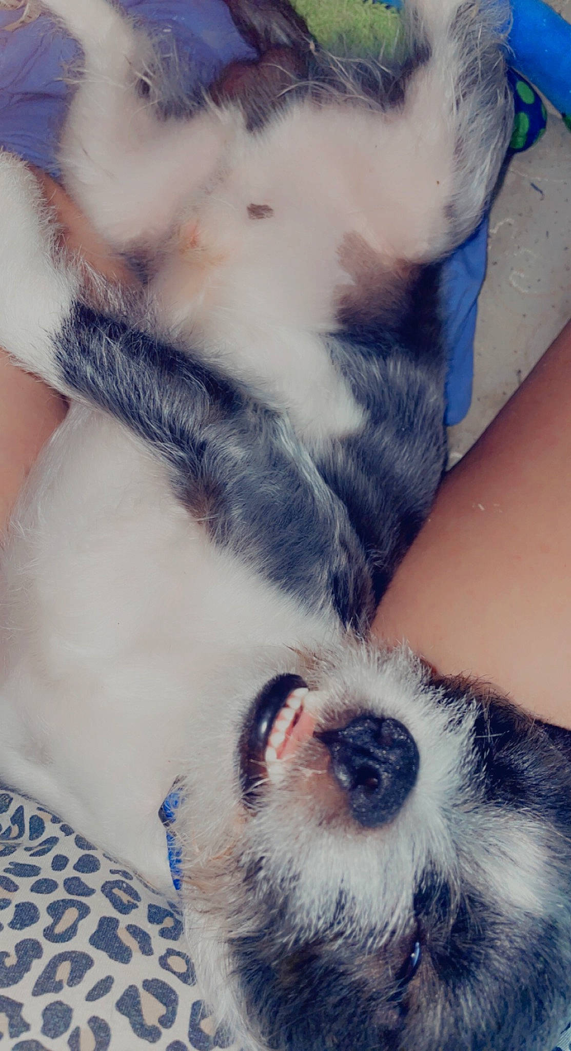 Savvy joined the competition — help win amazing prizes! beard, blue, carnivore, comfort, companion_dog, dog, dog_breed, ear, eye, fawn, gesture, happy, jaw, leg, light, nose, toy_dog, whiskers, white, working_animal