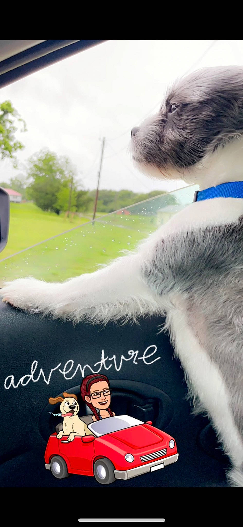 Savvy joined the competition — help win amazing prizes! advertising, automotive_exterior, carmine, carnivore, companion_dog, dog, dog_breed, font, fur, gesture, grass, happy, mammal, motor_vehicle, photo_caption, sky, tree, vehicle_door, vertebrate, windshield