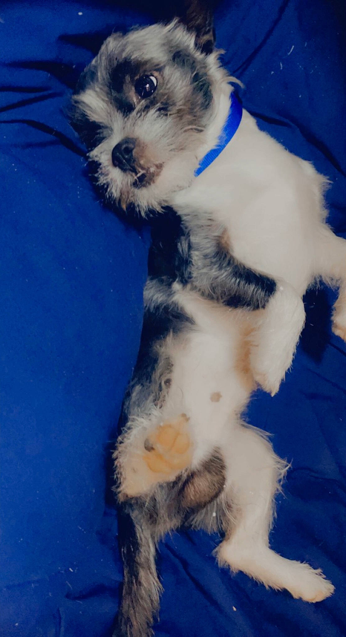 Savvy is registered to the contest to win money with this photo: blue, canidae, carnivore, collar, companion_dog, dog, dog_breed, dog_collar, dog_supply, electric_blue, fur, herding_dog, paw, small_terrier, snout, sporting_group, tail, terrier, toy_dog, working_animal