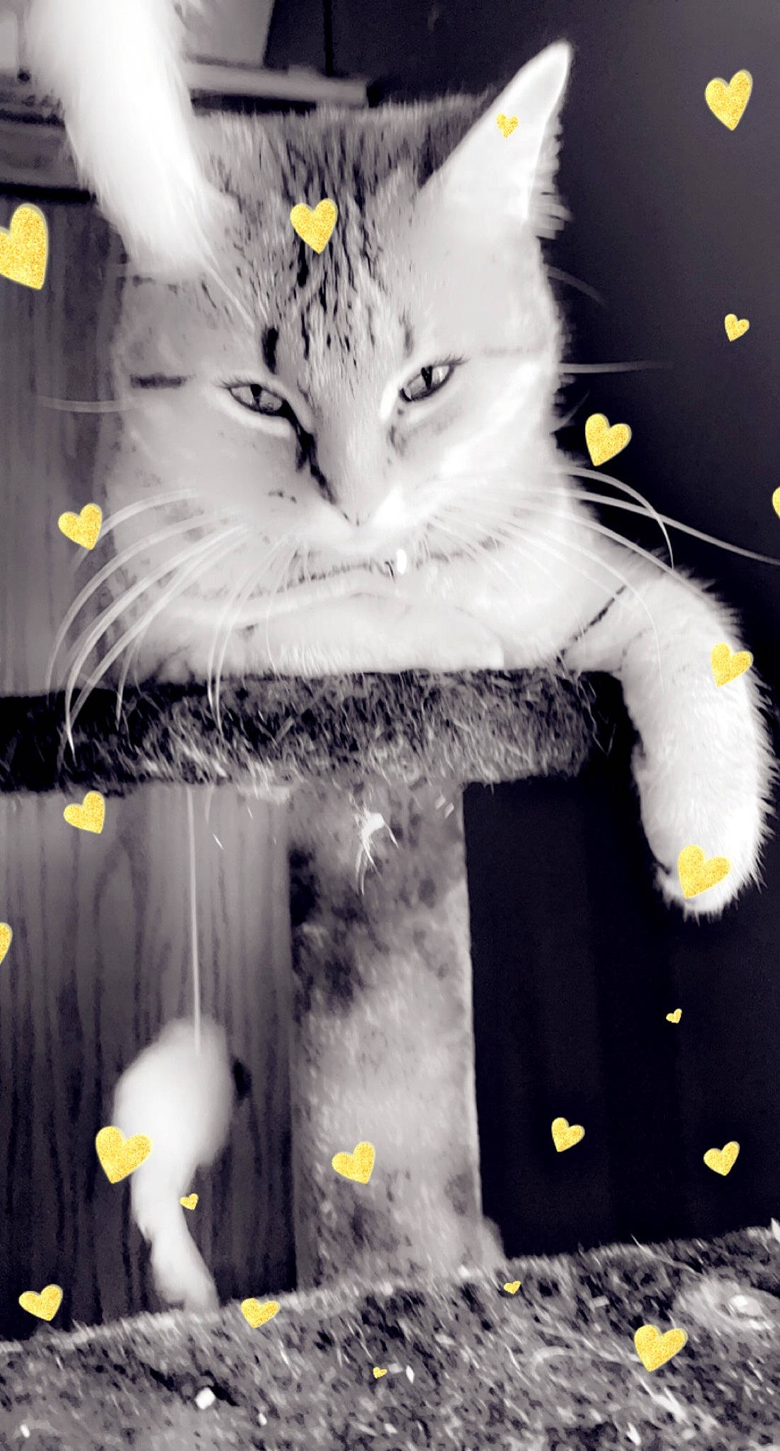 Skittles joined the competition — help win amazing prizes! art, black, carnivore, cat, event, felidae, fur, light, organism, photograph, small_to_medium_sized_cats, snapshot, snout, style, tail, textile, whiskers, white, winter, yellow