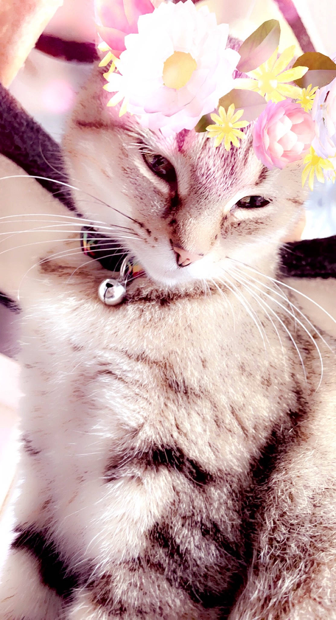 Skittles joined the competition — help win amazing prizes! art, carnivore, cat, claw, domestic_short_haired_cat, felidae, flower, fur, gesture, happy, love, paw, petal, photo_caption, plant, small_to_medium_sized_cats, snout, tail, whiskers, window