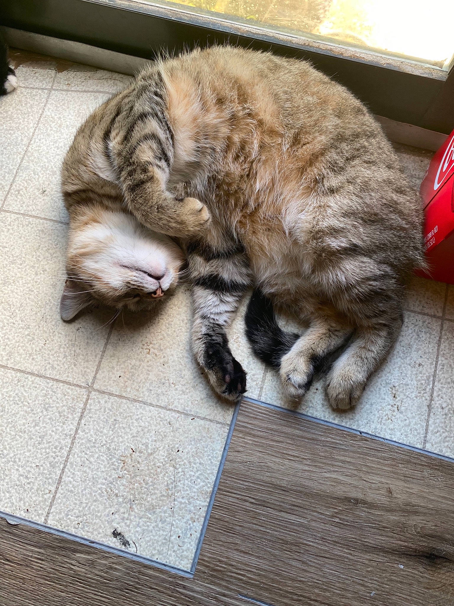 Skittles is registered to the contest to win money with this photo: carbonated_soft_drinks, carnivore, cat, claw, coca_cola, cola, comfort, domestic_short_haired_cat, fawn, felidae, flooring, fur, nap, paw, small_to_medium_sized_cats, snout, tail, tin_can, whiskers, wood