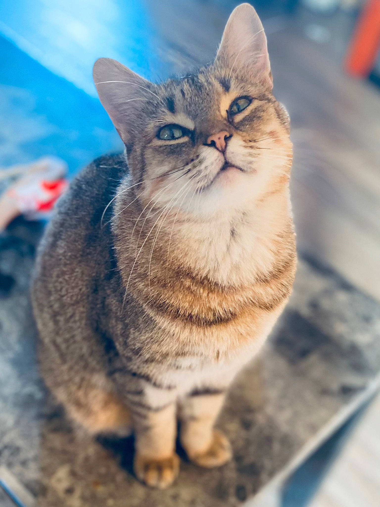 Skittles joined the competition — help win amazing prizes! carnivore, cat, cloud, domestic_short_haired_cat, electric_blue, eye, felidae, freezing, fur, grass, paw, sitting, sky, small_to_medium_sized_cats, snout, tail, terrestrial_animal, tree, whiskers, wildlife