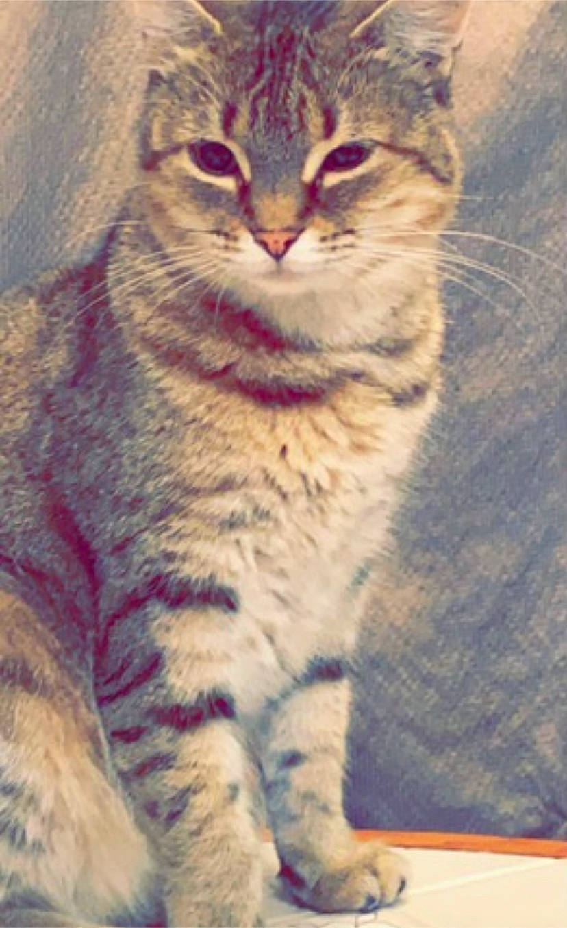 Skittles is registered to the contest to win money with this photo: carnivore, cat, domestic_short_haired_cat, door, eye, felidae, fur, iris, paint, paw, rectangle, small_to_medium_sized_cats, snout, tail, terrestrial_animal, visual_arts, whiskers, wildlife, window