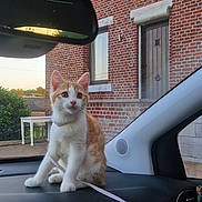 Chippeur a rejoint le concours — aidez-le/la à gagner de superbes lots ! cat, kitten, dashboard, car_interior, window, side_mirror, brick_house, bushes, outdoor, sunset, reflection, leash, pet, animal, curious, sitting, young_cat, house, nature, daylight