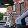 cat, kitten, dashboard, car_interior, window, side_mirror, brick_house, bushes, outdoor, sunset, reflection, leash, pet, animal, curious, sitting, young_cat, house, nature, daylight