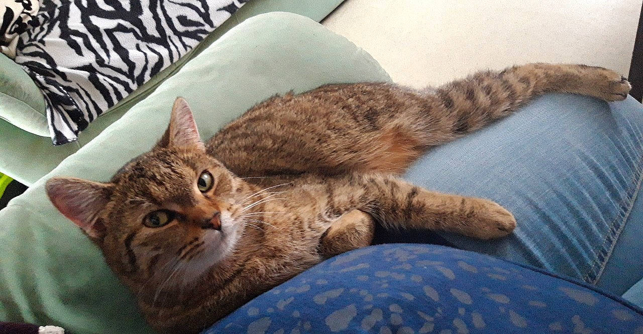 Scrat participe au concours pour gagner de l'argent avec cette photo : arabian_mau, asian, australian_mist, california_spangled, carnivore, cat, domestic_short_haired_cat, dragon_li, egyptian_mau, european_shorthair, felidae, kitten, mammal, ocicat, pixie_bob, small_to_medium_sized_cats, tabby_cat, vertebrate, whiskers, wild_cat