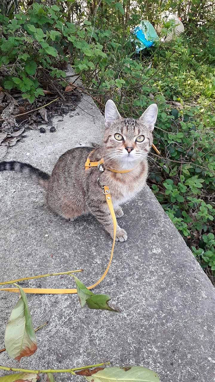 Scrat participe au concours pour gagner de l'argent avec cette photo : aegean_cat, asian, carnivore, cat, domestic_short_haired_cat, european_shorthair, fawn, felidae, german_rex, grass, organism, rusty_spotted_cat, small_to_medium_sized_cats, tabby_cat, tail, whiskers, wild_cat