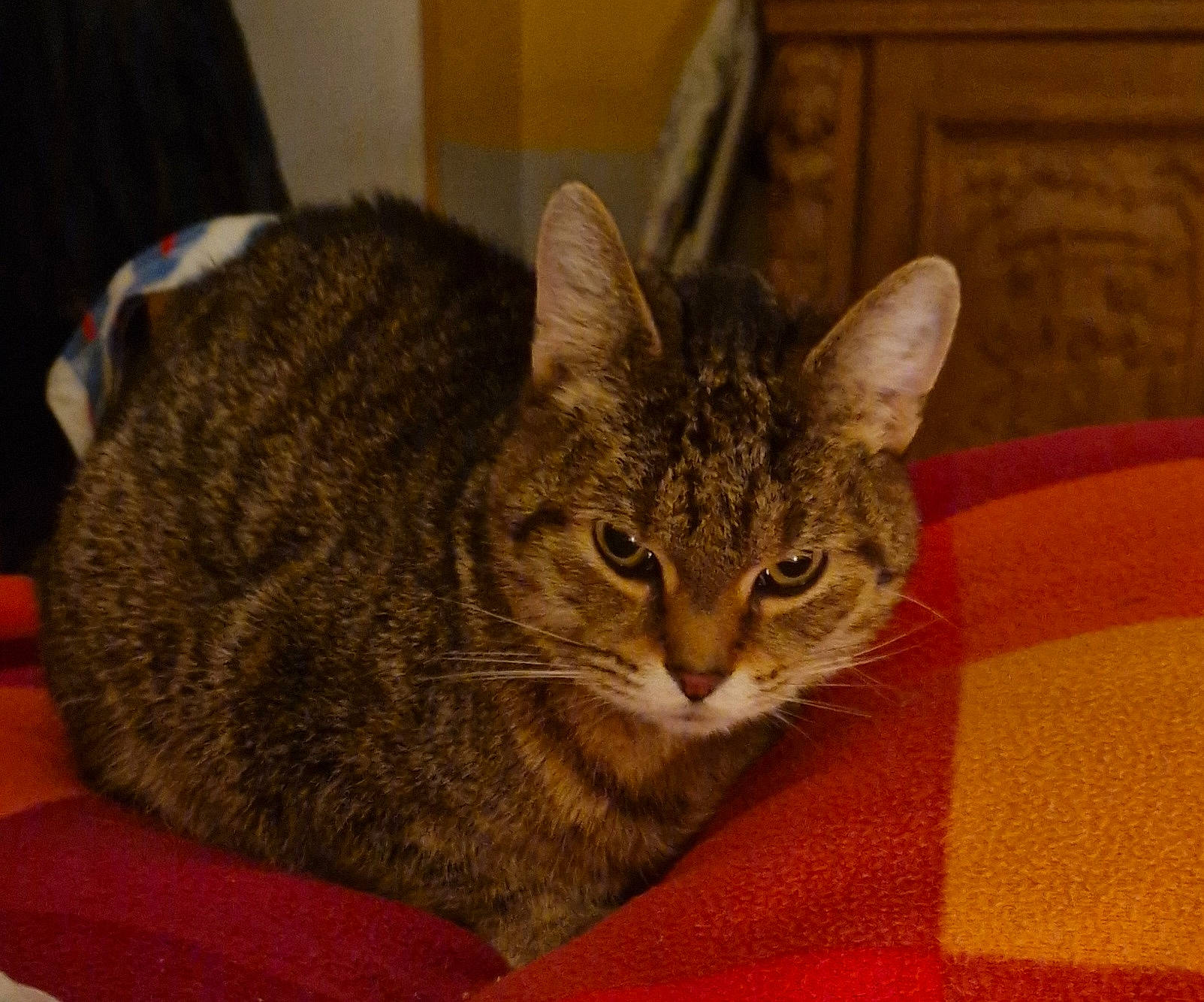 Scrat participe au concours pour gagner de l'argent avec cette photo : carnivore, cat, comfort, domestic_short_haired_cat, felidae, fur, small_to_medium_sized_cats, snout, whiskers