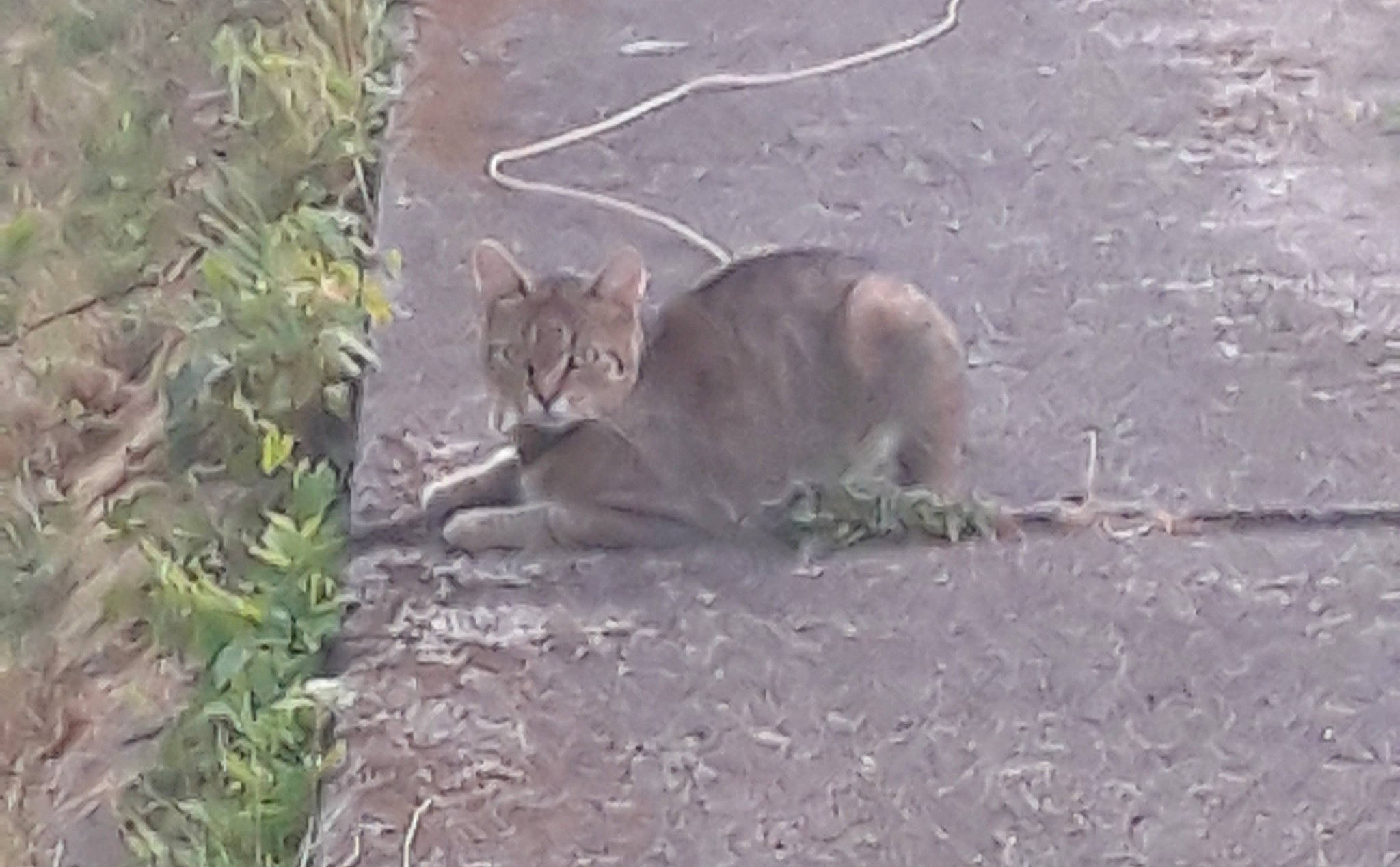 Scrat a rejoint le concours — aidez-le/la à gagner de superbes lots ! fawn, grass, kangaroo, macropodidae, marsupial, tail, terrestrial_animal, wallaby, wildlife