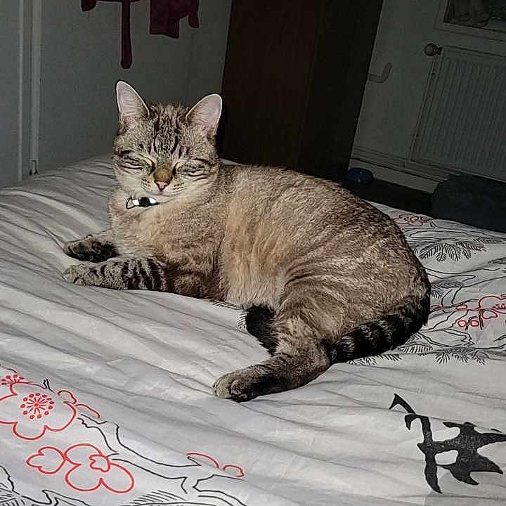 Sky participe au concours pour gagner de l'argent avec cette photo : abyssinian, animal, bed, bedroom, bedsheet, blanket, cat, cushion, dormroom, furniture, hardwood, homedecor, indoors, kitten, linen, manx, pet, quilt, room, text