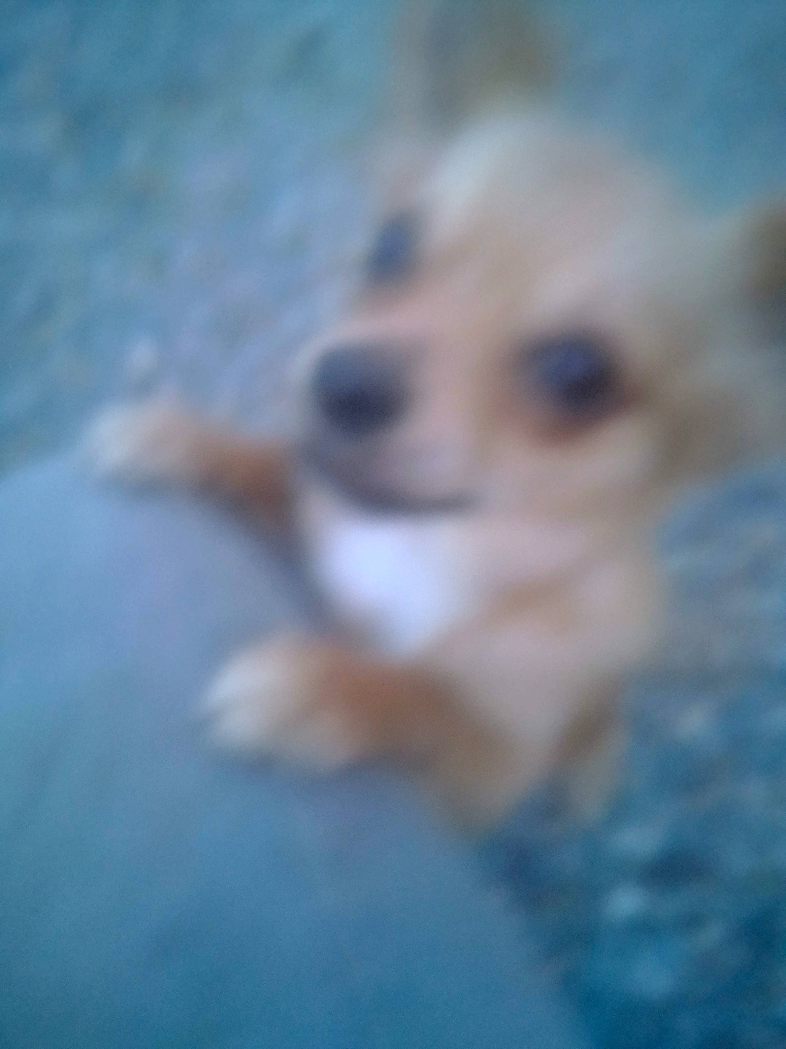 Dior participe au concours pour gagner de l'argent avec cette photo : canidae, carnivore, cloud, companion_dog, dog, dog_breed, electric_blue, fawn, fur, non_sporting_group, paw, pomeranian, puppy, snout, spitz, sporting_group, toy_dog, whiskers