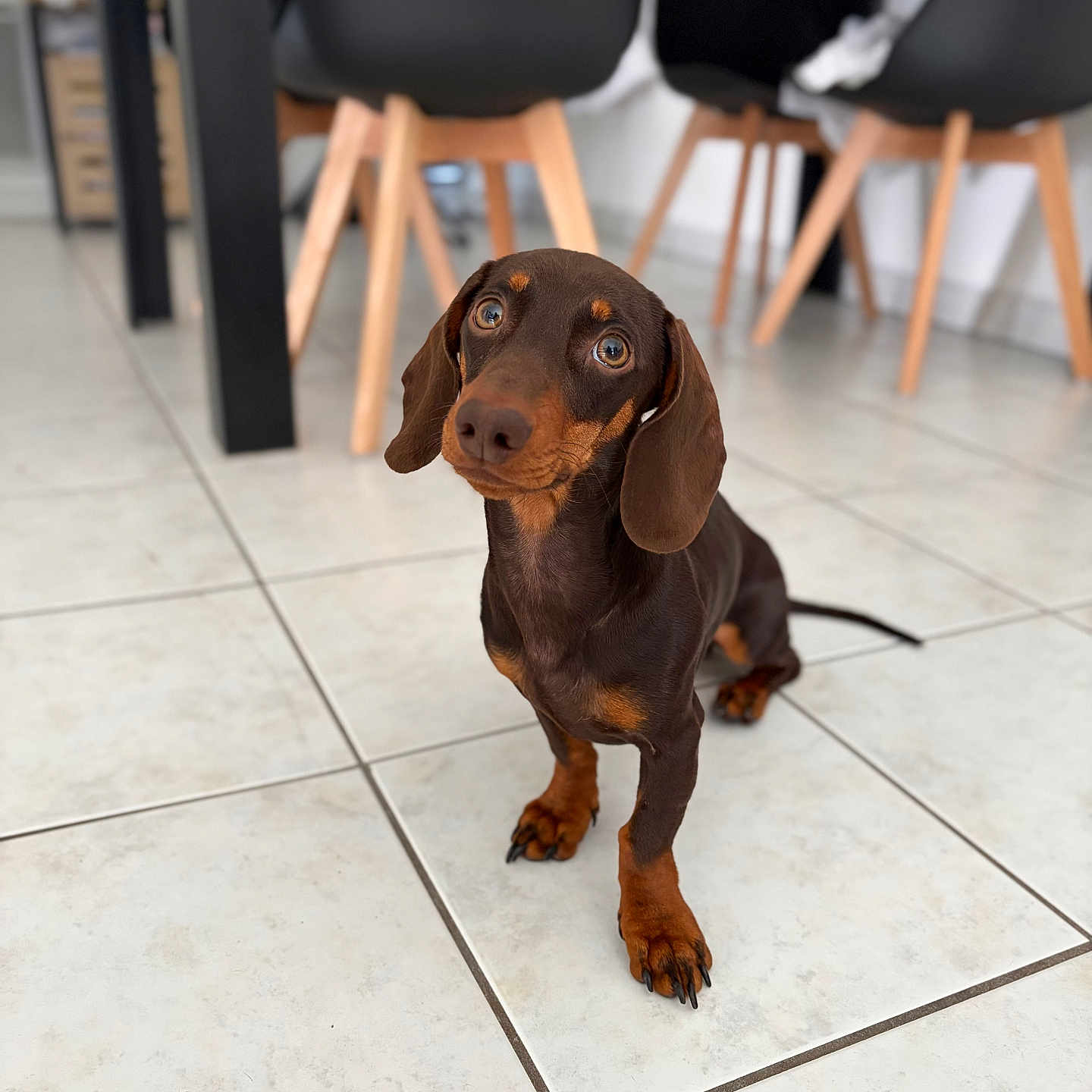Arthur participe au concours pour gagner de l'argent avec cette photo : dachshund, dog, pet, animal, floor, tile, indoor, chair, furniture, black_chair, wooden_leg, curious, cute, small_dog, brown_dog, short_hair, looking_up, domestic, canine, companion