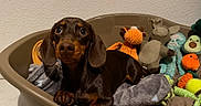 Arthur a rejoint le concours — aidez-le/la à gagner de superbes lots ! dachshund, puppy, dog_bed, plush_toys, indoor, pet, brown_dog, cute, cozy, blanket, toy_giraffe, toy_avocado, toy_octopus, floor_tiles, relaxed, animal, companion, domestic_animal, pet_bed, looking_up