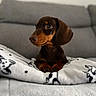Arthur participe au concours pour gagner de l'argent avec cette photo : dog, puppy, dachshund, blanket, couch, indoor, pet, brown, black, fur, cute, animal, small_dog, looking_away, ears, snout, paw, soft_texture, cozy, home