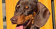 Arthur a rejoint le concours — aidez-le/la à gagner de superbes lots ! animal, brown_fur, canine, chair, close_up, collar, cute, dachshund, daylight, dog, happy, leash, outdoor, pet, sitting, smiling, sunlight, tongue, tongue_out, wooden_chair