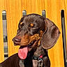 Arthur a rejoint le concours — aidez-le/la à gagner de superbes lots ! dog, dachshund, pet, tongue_out, happy, sunlight, chair, wooden_chair, outdoor, smiling, brown_fur, leash, collar, close_up, cute, animal, canine, sitting, daylight, tongue