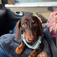 Arthur a rejoint le concours — aidez-le/la à gagner de superbes lots ! dog, puppy, dachshund, brown_coat, pet, close_up, car_interior, seat, cushion, soft_texture, animal, pet_accessory, harness, cute, looking_up, ears, nose, eyes, paws, indoor