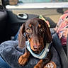 dog, puppy, dachshund, brown_coat, pet, close_up, car_interior, seat, cushion, soft_texture, animal, pet_accessory, harness, cute, looking_up, ears, nose, eyes, paws, indoor