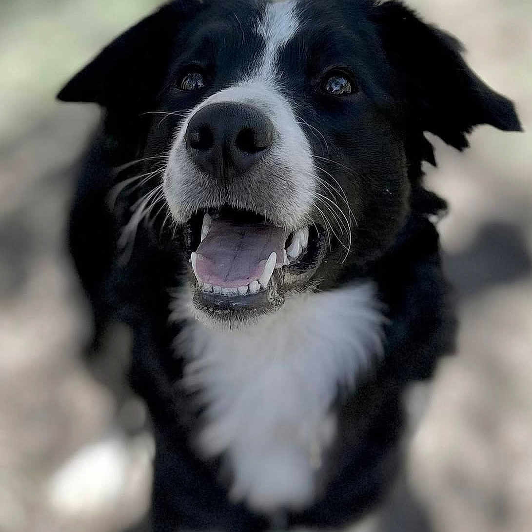 Altes a rejoint le concours — aidez-le/la à gagner de superbes lots ! dog, black_and_white, smiling, happy, outdoor, pet, canine, fur, animal, portrait, close_up, tongue, teeth, ears, whiskers, nature, blurred_background, friendly, playful, muzzle