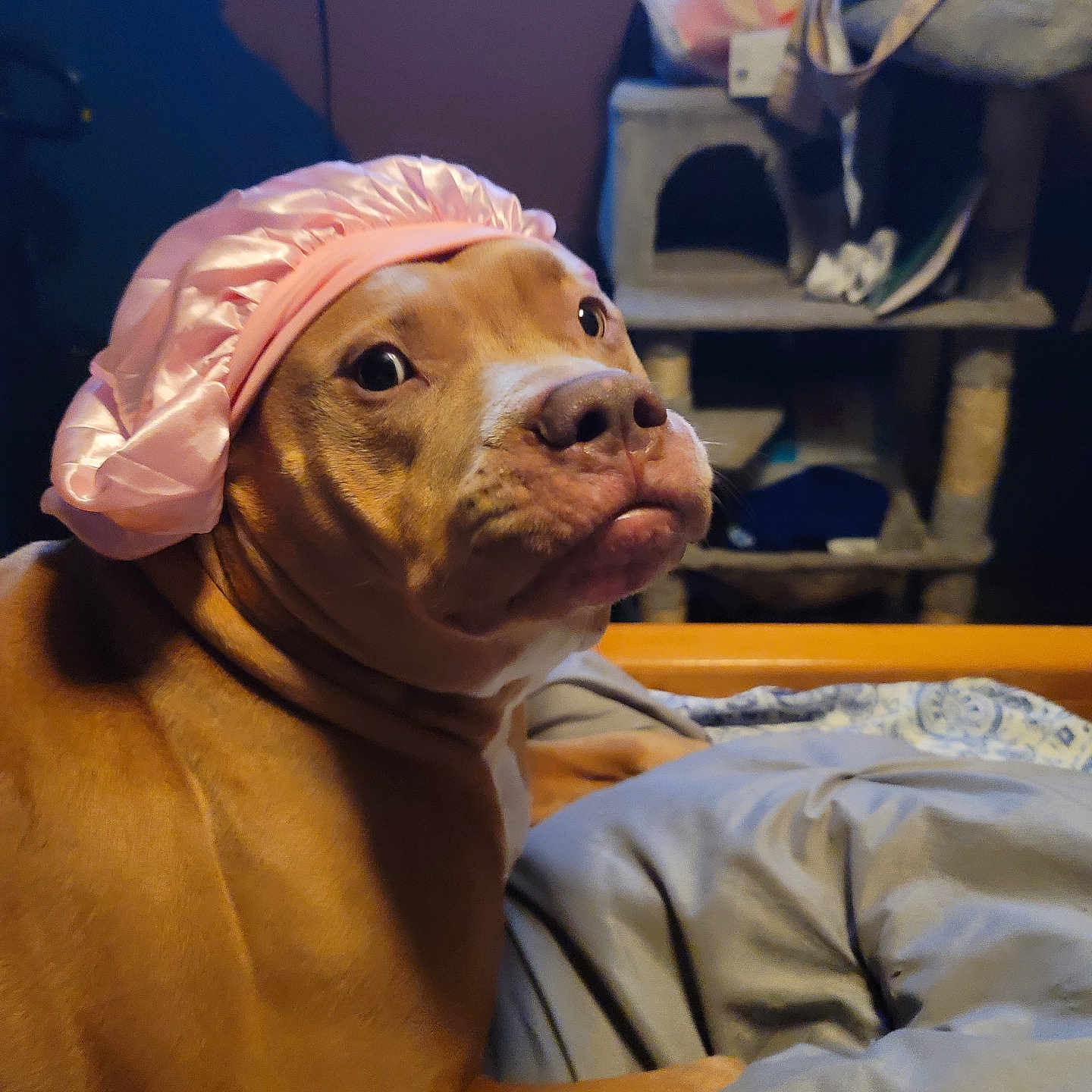 Lola is registered to the contest to win money with this photo: animal, bed, blanket, bonnet, brown, canine, cat_tree, comfort, cozy, cute, dog, domestic, expression, fur, furniture, indoor, looking_back, pet, resting, soft_lighting