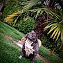 Pearl Est Zeuss participe au concours pour gagner de l'argent avec cette photo : dog, grass, outdoor, pet, animal, garden, greenery, plant, nature, sitting, calm, portrait, leaf, tropical, statue, canine, fur, daylight, background, relaxing