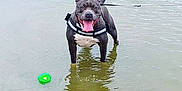 Pearl Est Zeuss participe au concours pour gagner de l'argent avec cette photo : dog, water, lake, reflection, toy, happy, pet, animal, playful, tongue_out, black_dog, leash, harness, outdoor, shallow_water, smiling, nature, summer, fun, canine