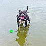 dog, water, lake, reflection, toy, happy, pet, animal, playful, tongue_out, black_dog, leash, harness, outdoor, shallow_water, smiling, nature, summer, fun, canine