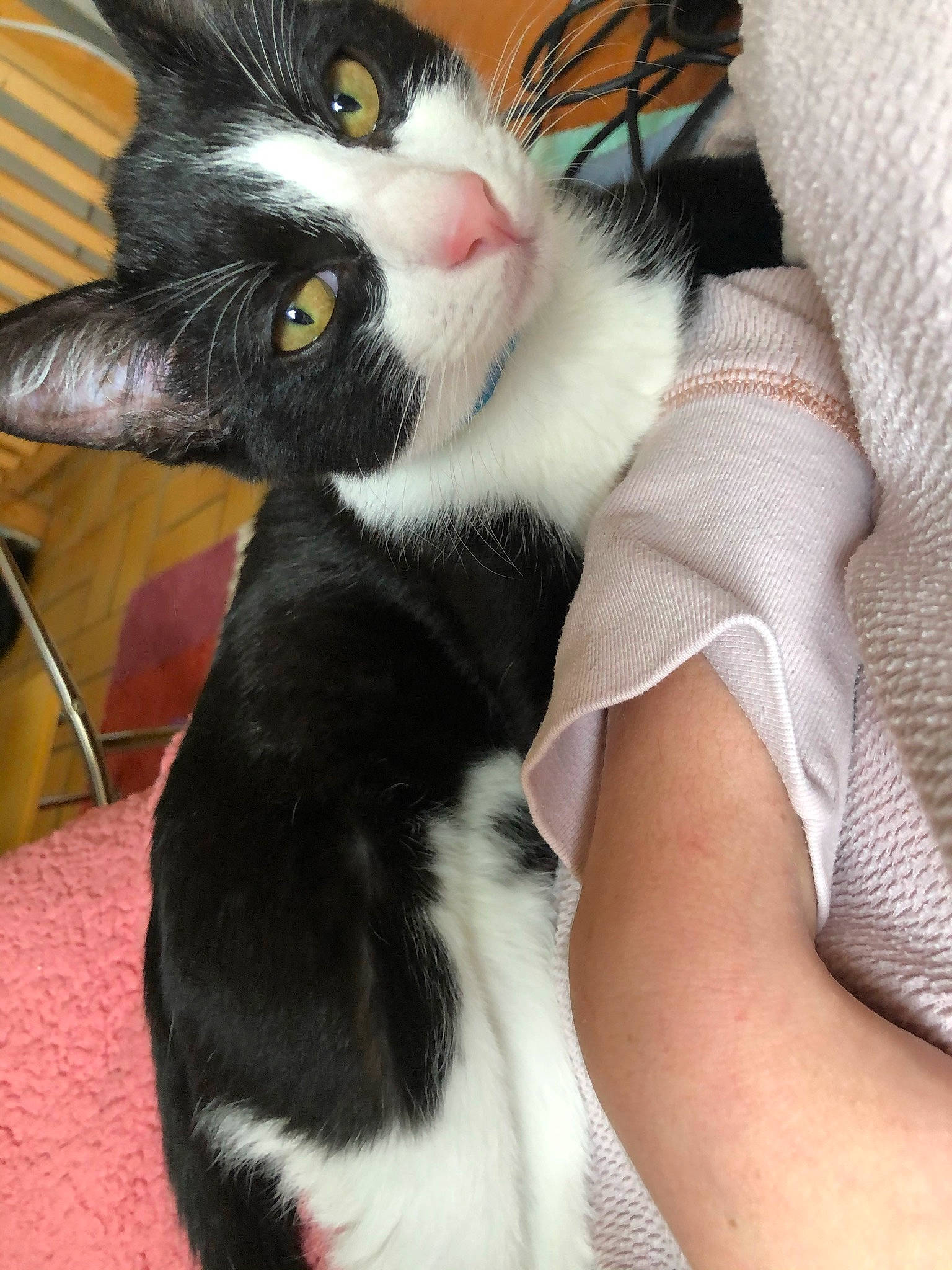 Frimousse a rejoint le concours — aidez-le/la à gagner de superbes lots ! carnivore, cat, comfort, domestic_short_haired_cat, eye, felidae, finger, foot, fur, gesture, human_leg, lap, mammal, paw, small_to_medium_sized_cats, snout, tail, thigh, vertebrate, whiskers