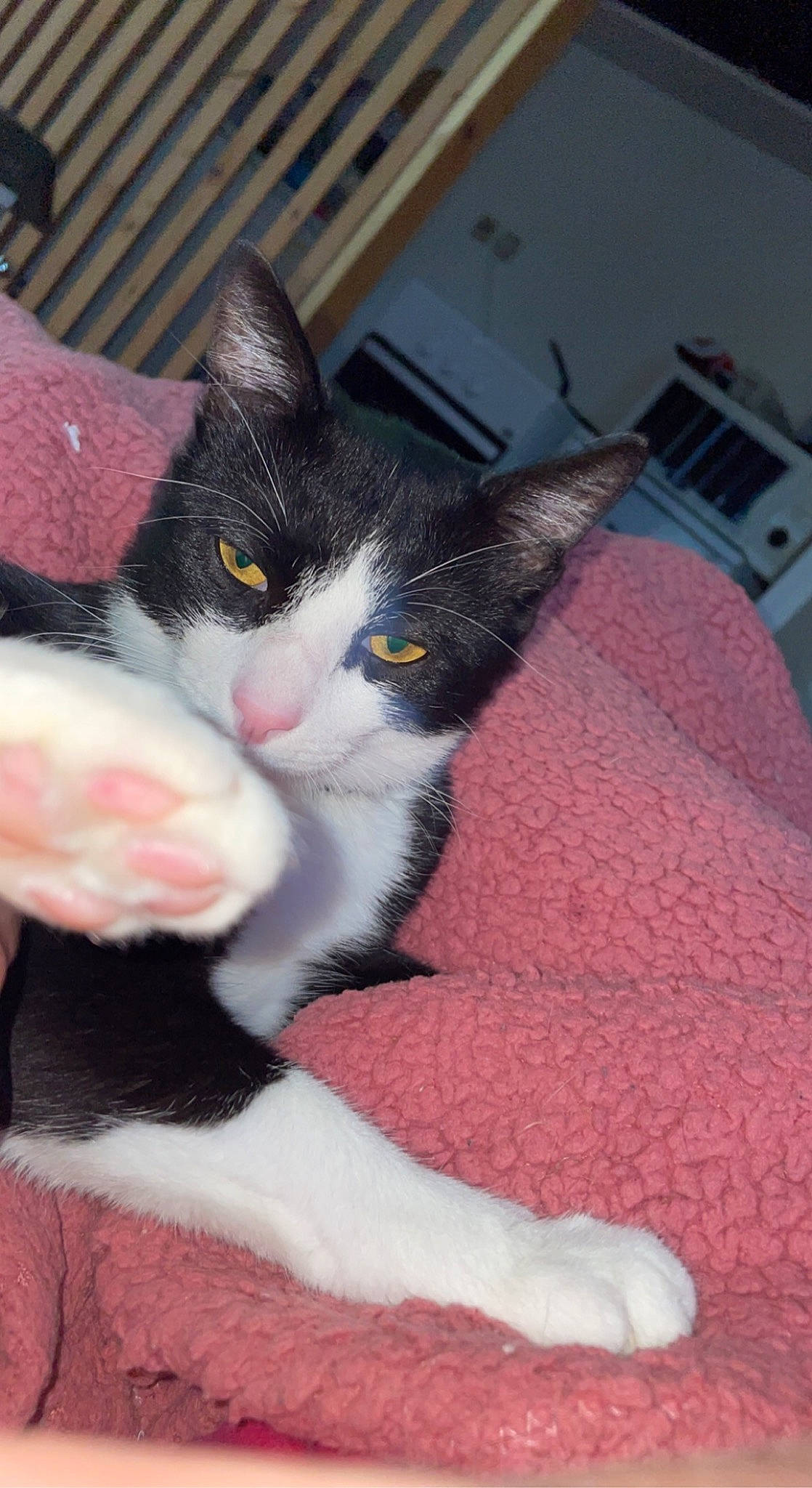 Frimousse a rejoint le concours — aidez-le/la à gagner de superbes lots ! black_cat, carmine, carnivore, cat, claw, comfort, domestic_short_haired_cat, eye, felidae, fur, lap, leg, paw, small_to_medium_sized_cats, snout, tail, wall_plate, whiskers