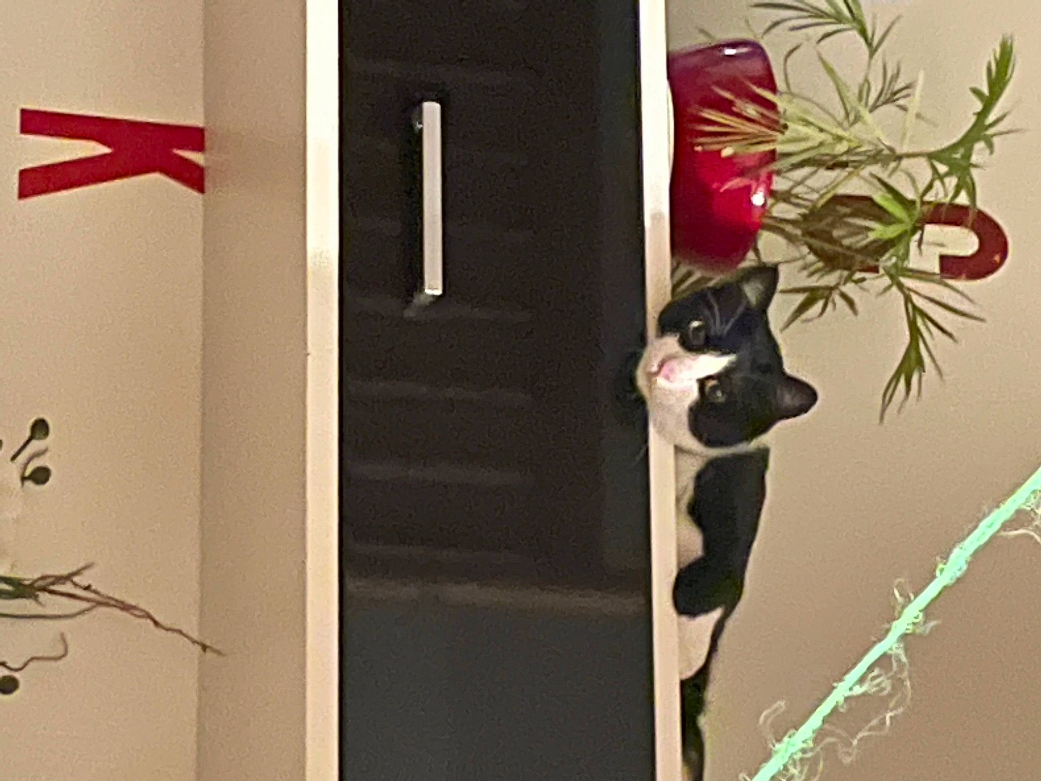 Frimousse a rejoint le concours — aidez-le/la à gagner de superbes lots ! art, carmine, cat, felidae, flowering_plant, flowerpot, font, houseplant, magenta, painting, petal, plant, rectangle, room, rose, small_to_medium_sized_cats, tree, twig, visual_arts, window