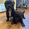 Girkamal Gurgi is registered to the contest to win money with this photo: puppy, dog, indoor, wooden_floor, black_puppy, small_dog, curious, pet, floor, young_dog, animal, cute, close_up, companion, domestic_animal, two_puppies, playful, canine, adorable, fur