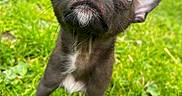 Girkamal Gurgi is registered to the contest to win money with this photo: puppy, dog, black_dog, grass, outdoor, pet, cute, small_dog, ears, curious, green_grass, young_dog, animal, nature, house, red_door, blurred_background, close_up, adorable, portrait