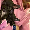 Girkamal Gurgi joined the competition — help win amazing prizes! puppy, dog, black_dog, small_dog, cute, ears, person, hoodie, pink_hoodie, smartwatch, watch, cuddle, indoor, closeup, pet, animal, face, hand, cozy, warm
