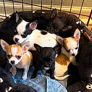 Girkamal Gurgi joined the competition — help win amazing prizes! puppy, chihuahua, dog, cute, pet, animal, snuggling, bed, blanket, towel, indoor, fur, ears, small_dog, brown, black, white, adorable, young, group